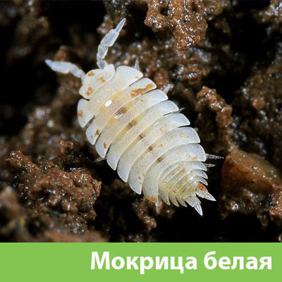 Мокрица в Железнодорожном фото