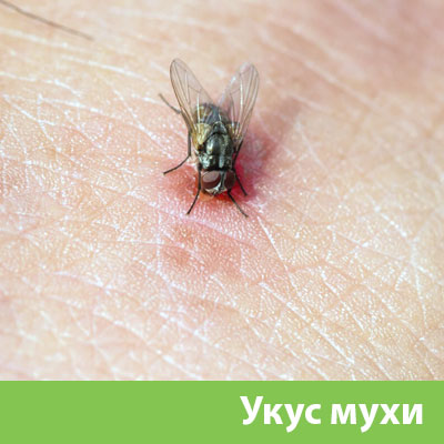 Уничтожение мух в Железнодорожном