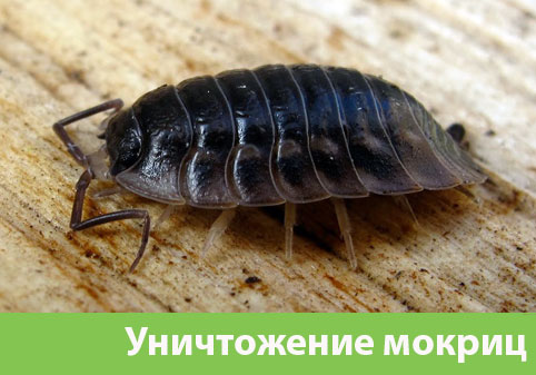 Мокрицы в квартире в городе Железнодорожный