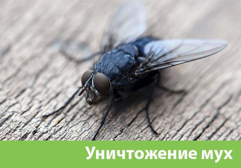 Уничтожение мух в городе Железнодорожный